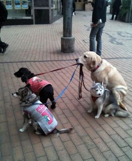 köpek gezdirmek 102127 uludağ sözlük galeri