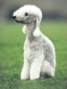 bedlington terrier / #49825