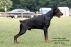 dobermann