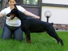 dobermann