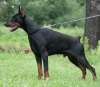 dobermann