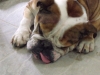 english bulldog