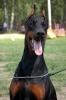 dobermann