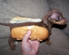 hot dog